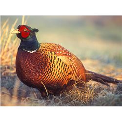 4-Day Cast and Blast for Two Hunters/Anglers in California