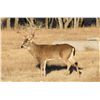Image 2 : 4-Day Whitetail Buck Hunt for One Hunter and One Non-Hunter in Texas - Includes Trophy Fee