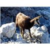 Image 2 : 2-Day Balkan Chamois Hunt for One Hunter and One Non-Hunter in Croatia - Includes Trophy Fee