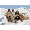 Image 1 : 7-day Mid-Asian Ibex Hunt for One Hunter in Kyrgyz Republic - Includes Trophy Fee