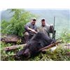 Image 1 : 5-Day Coastal Black Bear Hunt for One hunter in Vancouver Island