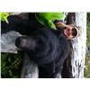 Image 4 : 5-Day Coastal Black Bear Hunt for One hunter in Vancouver Island