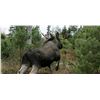 Image 4 : 5-Day Traditional Driven Moose Hunt for One Hunter in Sweden - Includes Trophy Fee