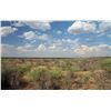Image 3 : 7-Day Lion Hunt for One Hunter in South Africa - Includes Trophy Fee