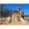 Image 5 : 7-Day Lion Hunt for One Hunter in South Africa - Includes Trophy Fee
