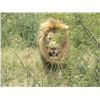 Image 6 : 7-Day Lion Hunt for One Hunter in South Africa - Includes Trophy Fee