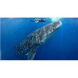 6-Day and 5-Night Fishing/Diving Combo Adventure for Two Anglers in Belize