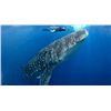 Image 1 : 6-Day and 5-Night Fishing/Diving Combo Adventure for Two Anglers in Belize