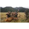 Image 1 : 6-Day Red Stag Hunt for One Hunter and One Non-Hunter in New Zealand - Includes Trophy Fee