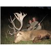 Image 3 : 6-Day Red Stag Hunt for One Hunter and One Non-Hunter in New Zealand - Includes Trophy Fee