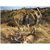 Image 4 : 6-Day Red Stag Hunt for One Hunter and One Non-Hunter in New Zealand - Includes Trophy Fee