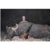 Image 3 : 3-Day Water Buffalo Hunt for One Hunter and One Non-Hunter in Texas - Includes Trophy Fee
