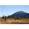 Image 4 : 9-Day Moose Hunt for One Hunter in British Columbia - Includes Trophy Fee