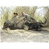 Image 3 : 7-Day Cape Buffalo Hunt for One Hunter and One Non-Hunter in Caprivi, Namibia