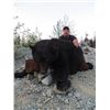 Image 2 : 5-Day Vancouver Island Bear Hunt for One Hunter and One Non-Hunter - Includes Trophy Fee