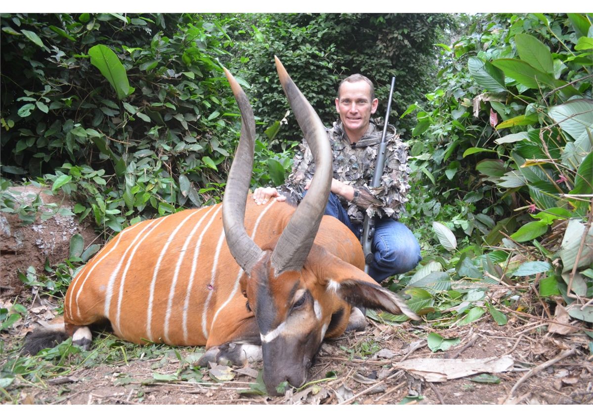 13-Day Bongo Hunt for One Hunter in Congo Brazzaville - Includes Trophy ...