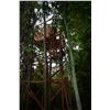 Image 2 : 13-Day Bongo Hunt for One Hunter in Congo Brazzaville - Includes Trophy Fee