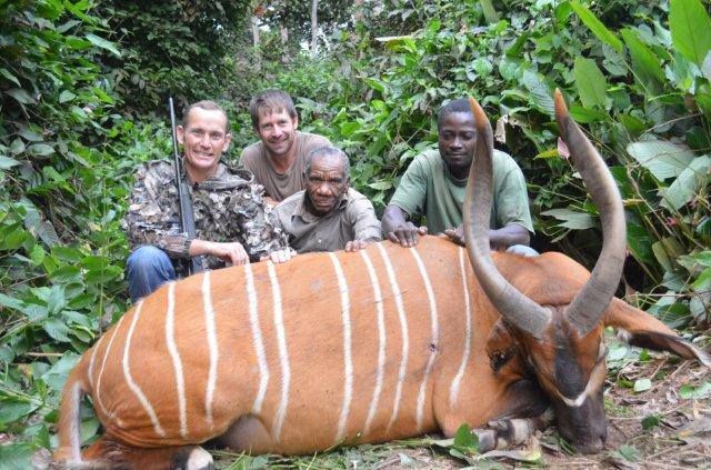 13-Day Bongo Hunt for One Hunter in Congo Brazzaville - Includes Trophy ...