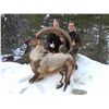Image 2 : 7-Day Bezoar Ibex Hunt for One Hunter and One Non-Hunter in Turkey - Includes Trophy Fee