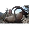 Image 4 : 7-Day Bezoar Ibex Hunt for One Hunter and One Non-Hunter in Turkey - Includes Trophy Fee