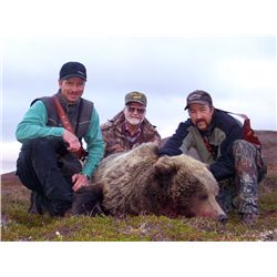 7-Day Brown Bear Hunt for One Hunter in Alaska