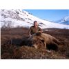Image 2 : 7-Day Brown Bear Hunt for One Hunter in Alaska