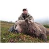 Image 3 : 7-Day Brown Bear Hunt for One Hunter in Alaska