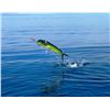 Image 4 : 4-Day/3-Night El Carmen Island Fishing Trip for Four Anglers