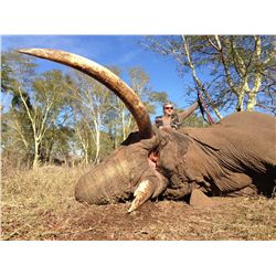 10-Day Trophy Elephant Bull Hunt for One Hunter in Zimbabwe