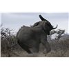 Image 4 : 10-Day Trophy Elephant Bull Hunt for One Hunter in Zimbabwe
