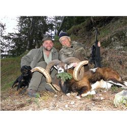 5-Day Mouflon and Wild Boar Hunt for One Hunter and One Non-Hunter in Austria - Includes Trophy Fees