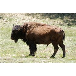 3-Day American Bison Hunt for One Hunter and One Non-Hunter in New Mexico - Includes Trophy Fee
