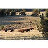 Image 2 : 3-Day American Bison Hunt for One Hunter and One Non-Hunter in New Mexico - Includes Trophy Fee