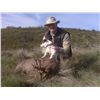 Image 2 : 4-Day Red Stag OR Roe Deer Hunt for Two Hunters in Spain - Includes Trophy Fees