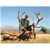 Image 3 : 4-Day Red Stag OR Roe Deer Hunt for Two Hunters in Spain - Includes Trophy Fees