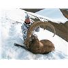 Image 3 : 5-7 Day Mid-Asian Ibex Hunt for One Hunter in the Kyrgyz Republic - Includes Trophy Fee
