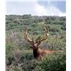 Image 3 : 4-Day Rocky Mountain Elk Hunt for One Hunter in Colorado - Includes Trophy Fee
