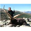 Image 3 : 5-Day Gredos Ibex Hunt for One Hunter and One Observer in Spain - Includes Trophy Fee
