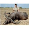 Image 2 : 6-Day Asiatic Buffalo Hunt for One Hunter and One Non-Hunter in Australia - Includes Trophy Fee
