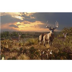 "A True Texas Trophy" - Original Oil by Pat Pauley, DSC 2014 "Artist of the Year"