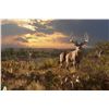 Image 1 : "A True Texas Trophy" - Original Oil by Pat Pauley, DSC 2014 "Artist of the Year"