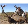 Image 1 : 4-Day Spanish Red Deer Hunt for One Hunter - Includes Trophy Fee