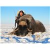 Image 1 : 4-Day Greenland Muskox Hunt for One Hunter in British Columbia