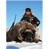 Image 2 : 4-Day Greenland Muskox Hunt for One Hunter in British Columbia