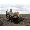 Image 3 : 4-Day Greenland Muskox Hunt for One Hunter in British Columbia