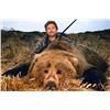 Image 1 : 10-day Brown Bear Hunt for One Hunter in Cordova, Alaska