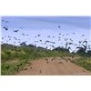 Image 1 : 4-Day High Volume Dove Hunt for Four Hunters in Cordoba