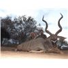 Image 2 : 5-Day Plains Game Hunt for 2 or 4 Hunters in S Africa - Includes Trophy Fees & Taxidermy Cred