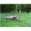 Image 2 : 5-Day Fallow Deer Hunt for Two Hunters in Austria - Includes Trophy Fee