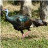 Image 1 : 7-Day Campeche Jungle Hunt for Five Species for Two Hunters in Mexico - Includes Trophy Fees